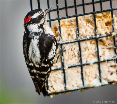 Birds from the Blind