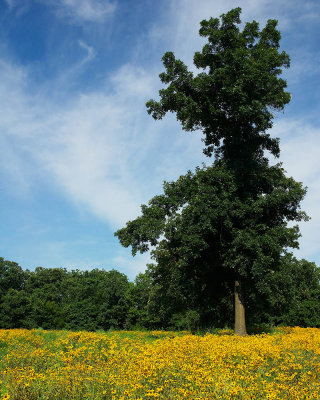 Swope Park Oak  Sunflowers & Tree