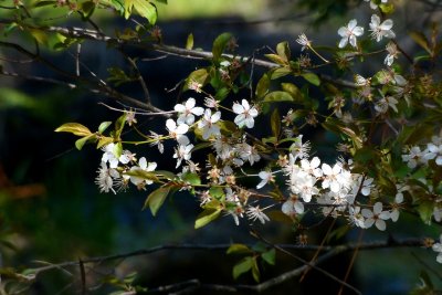 733 Yosemite dogwood.jpg