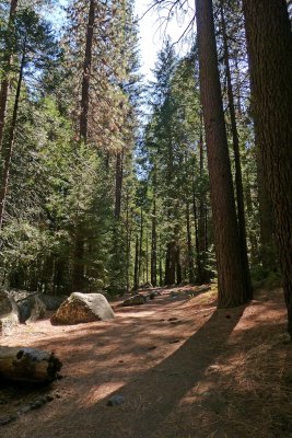 735 Yosemite forest.jpg