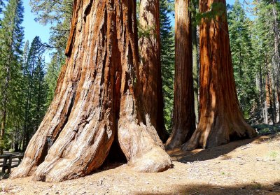 752 2 Yosemite Mariposa Grove Bachelor and Three Graces.jpg