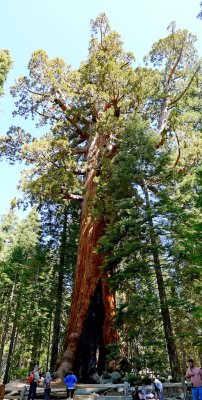 755 2 Yosemite Mariposa Grove Giant Grizzly.jpg