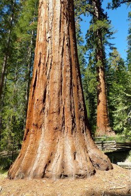 757 Yosemite Mariposa Grove.jpg