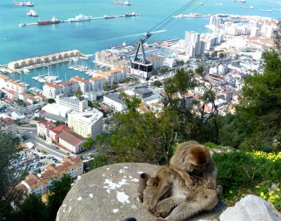 1614 Gibraltar monkeys.JPG