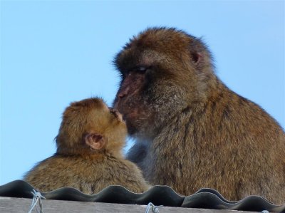 1618 Gibraltar monkeys.jpg
