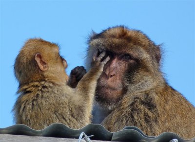 1619 Gibraltar monkeys.jpg