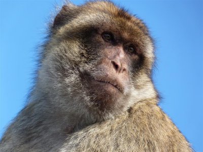 1620 Gibraltar monkeys.JPG
