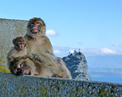 1628 Gibraltar monkeys.jpg