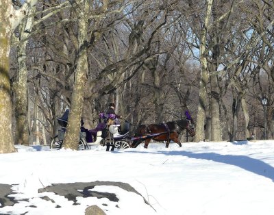 422 8 Central Park snow 2016 10.jpg