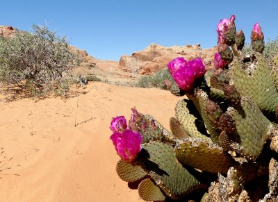 184 Valley of Fire State Park 3.jpg