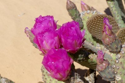 184 Valley of Fire State Park 6.jpg