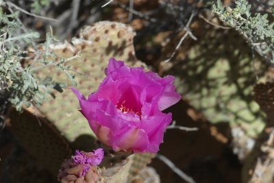 189 Valley of Fire State Park 2.jpg