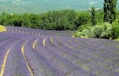 645 Luberon Lav Field 022.jpg