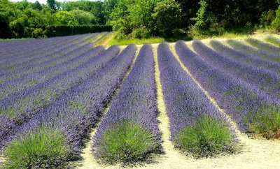 646 Luberon Lav Field 023.jpg