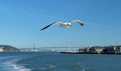 421 Seagull in SF Bay 2014 1.jpg
