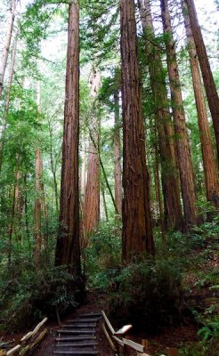 583 4 Muir Woods.jpg