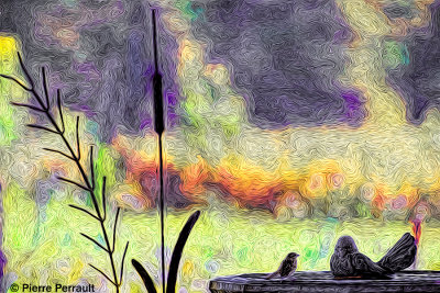 BAIN D'OISEAUX