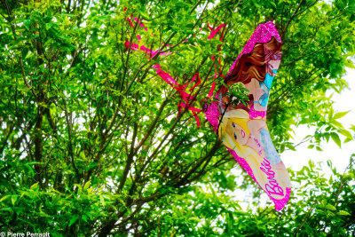 Barbie dans l'arbre