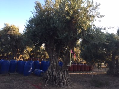 Heritage Sevillano Olive Trees