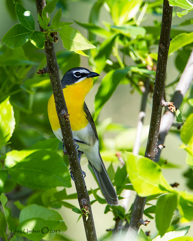 Yellow-breasted Chat