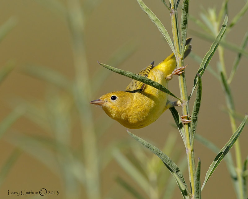 Yellow Warbler