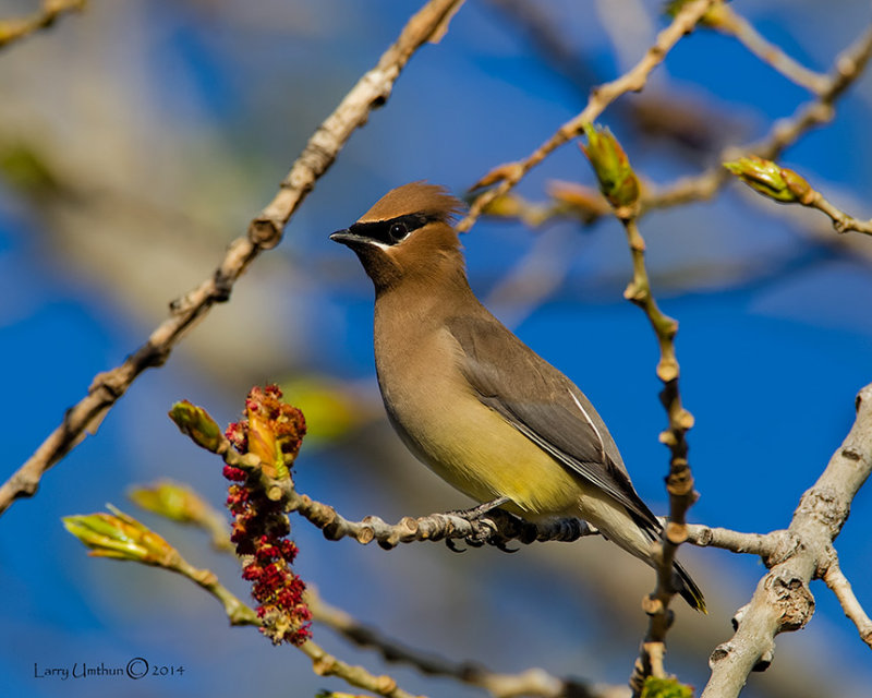 Cedar Waxwing