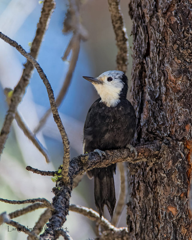 White-headed Woodpecker