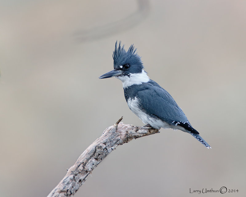 Belted Kingfisher