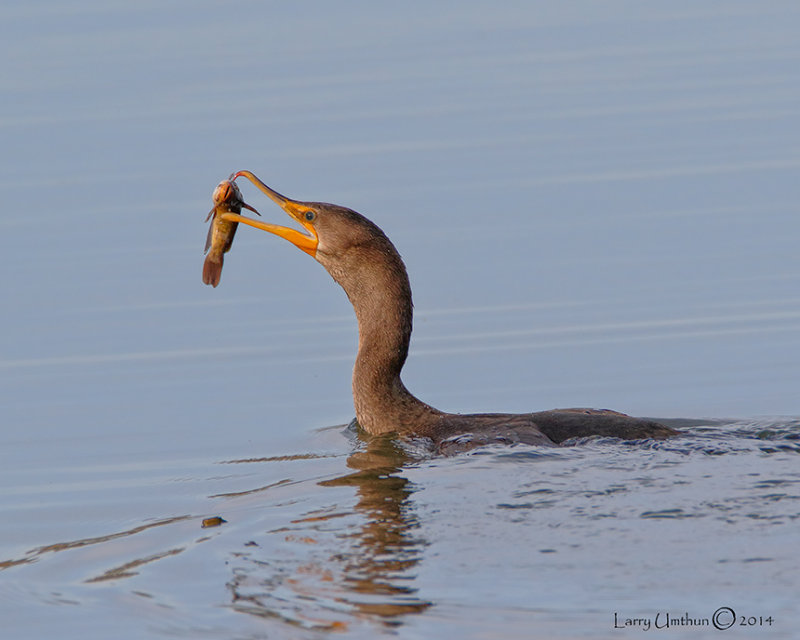 Double-crested Cormorant