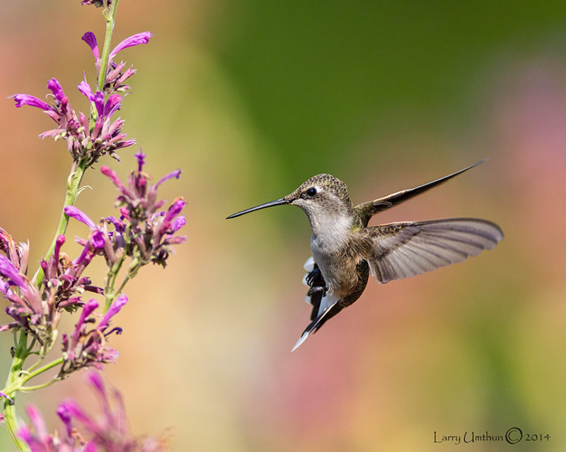 Black-chinned Hummingbird