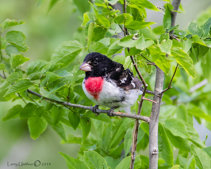 Rose-breasted Grosbeak