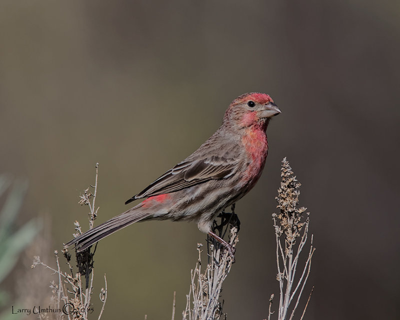 House Finch