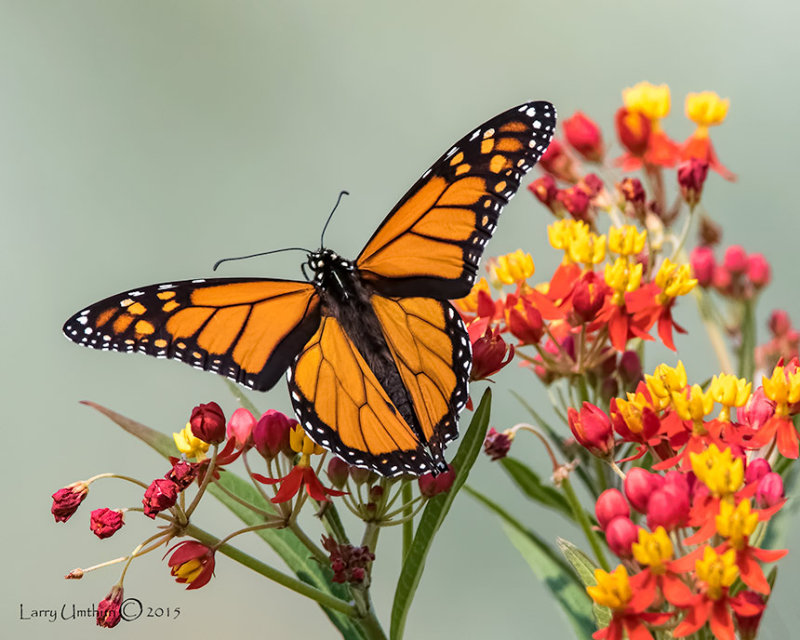 Monarch Butterfly