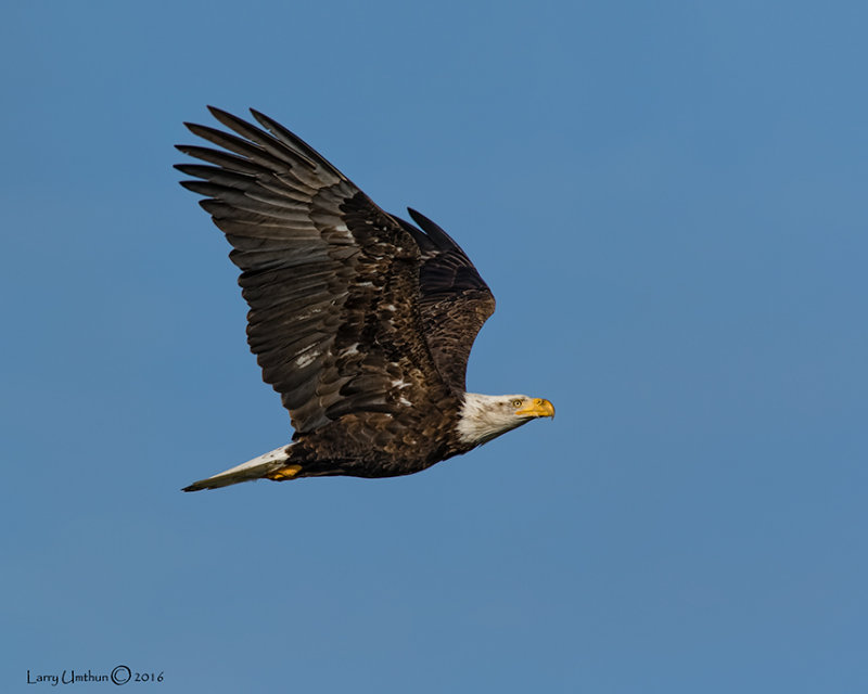 Bald Eagle