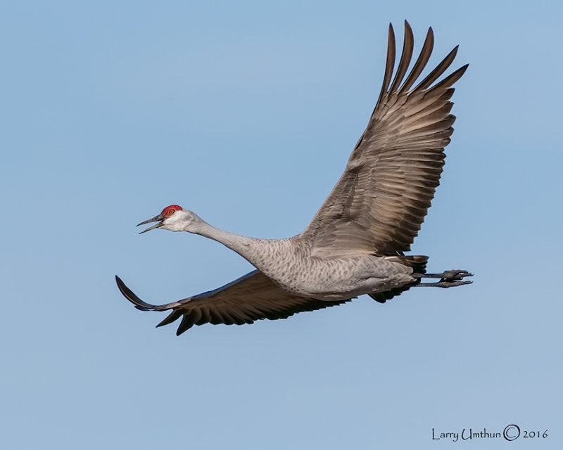 Sandhill Crane