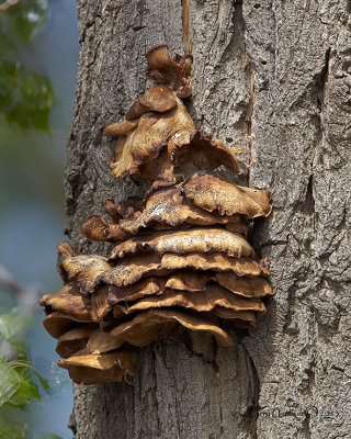 Shelf Fungus