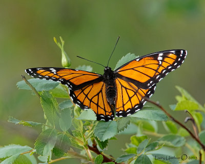 Viceroy Butterfly