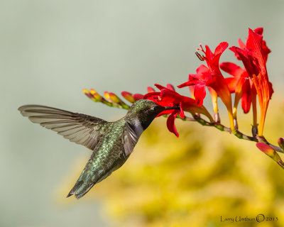 Black-chinned Hummingbird