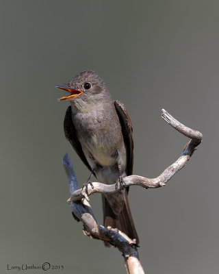  Western Wood-Pewee