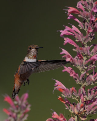 Rufous Hummingbird