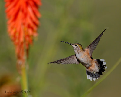 Rufous Hummingbird