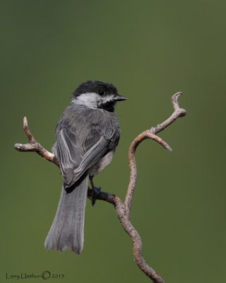 Black-capped Chickadee