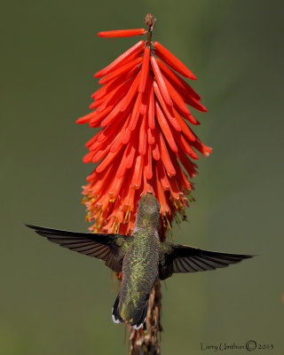 Black-chinned Hummingbird