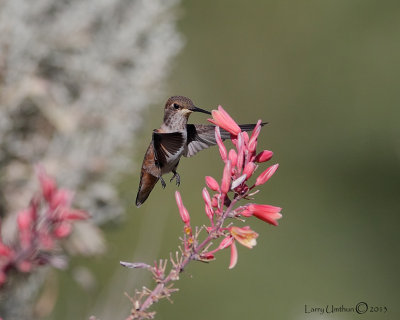 Rufous Hummingbird