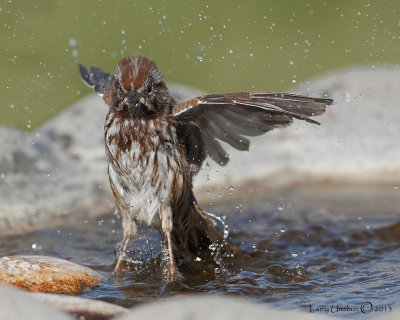 Song Sparrow