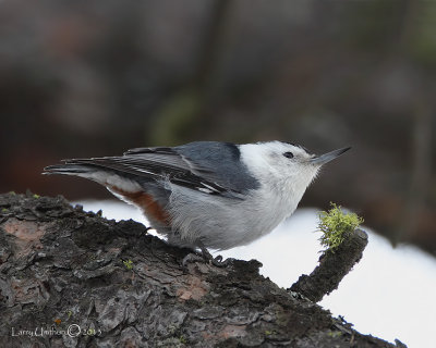 White-breasted Nuthatch