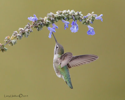 Anna's Hummingbird