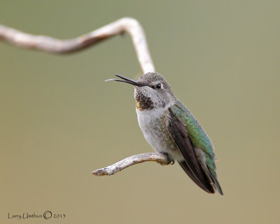 Annas Hummingbird