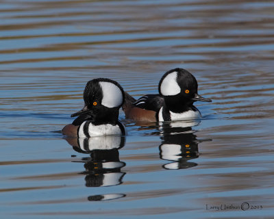 Hooded Mergansers