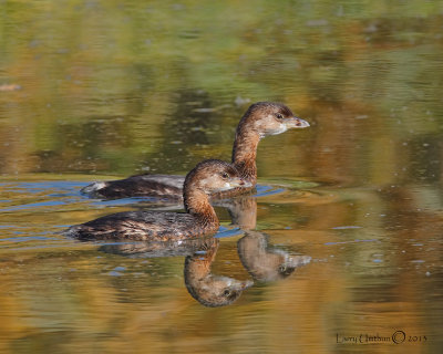 Pied-gilled Grebes